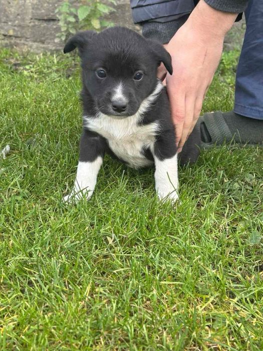 Віддам собак в хороші руки