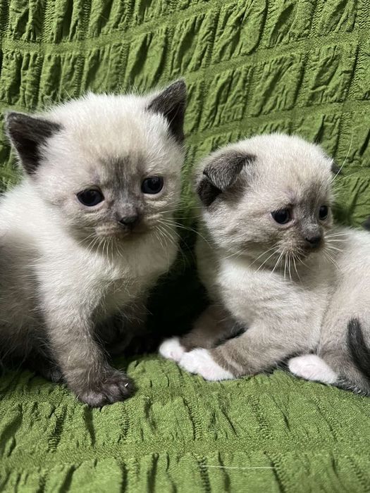 Кошенята, коти, котики