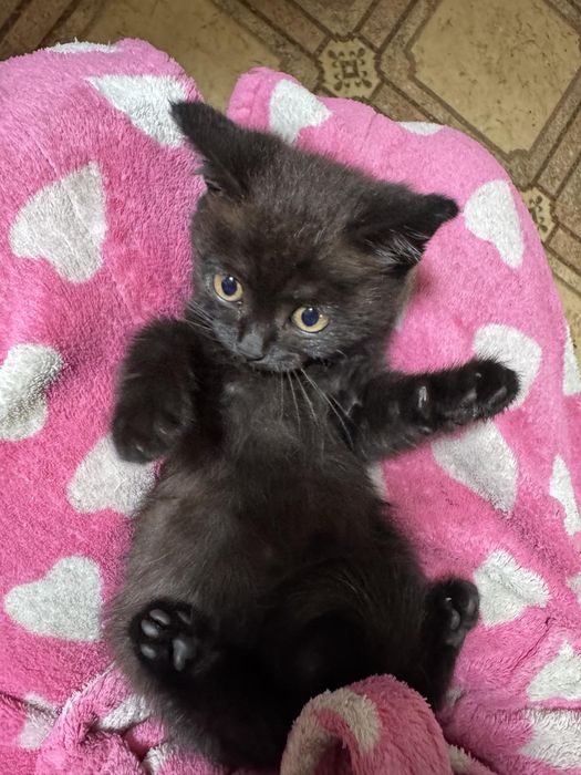 Котенок мальчик британец метис