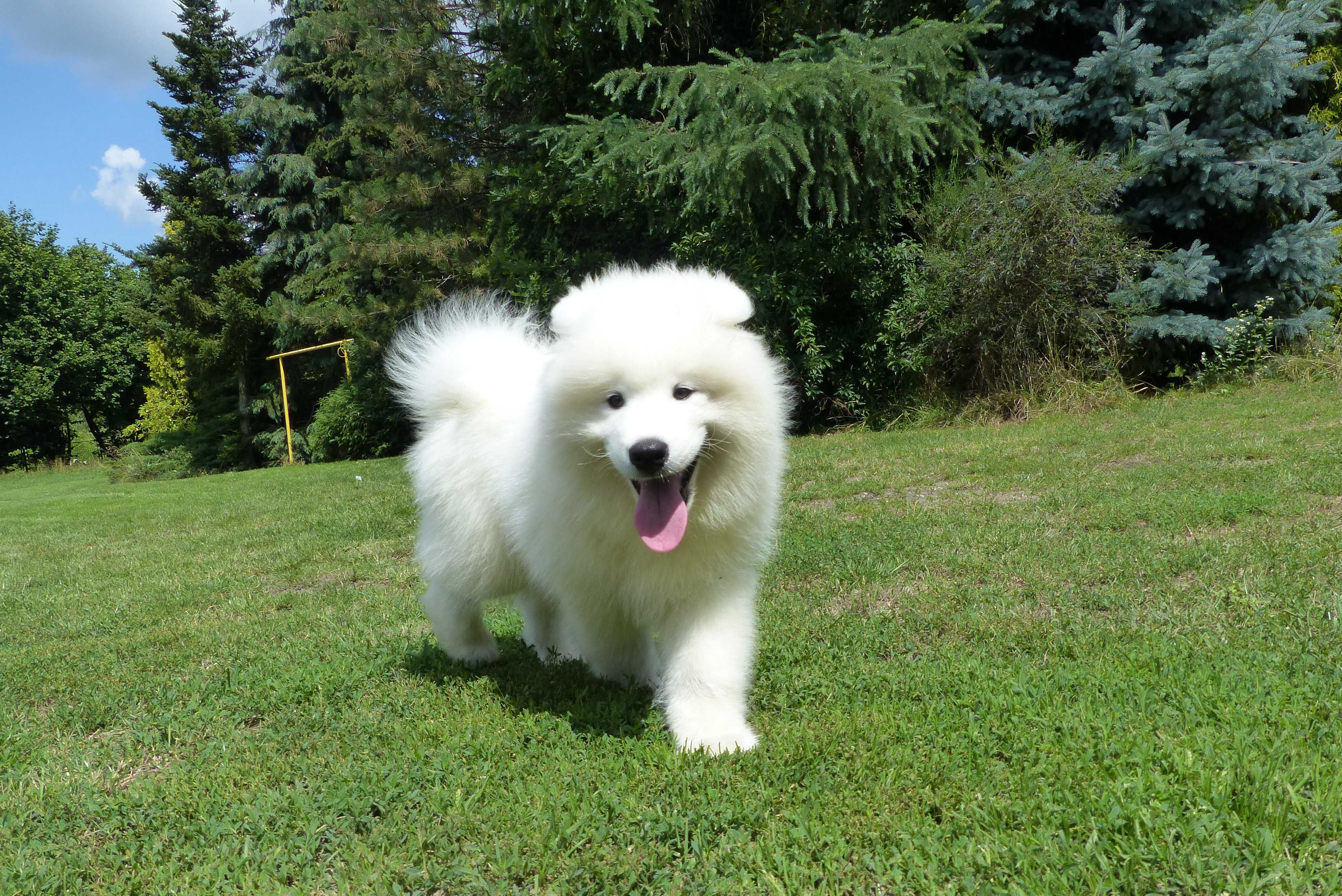 ... Samoyed / samojed chłopiec FCI ZKwP 2025 Wildness Siberian ...