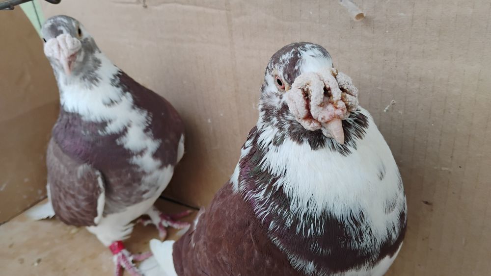 Gołębie staropolskie 9 szt