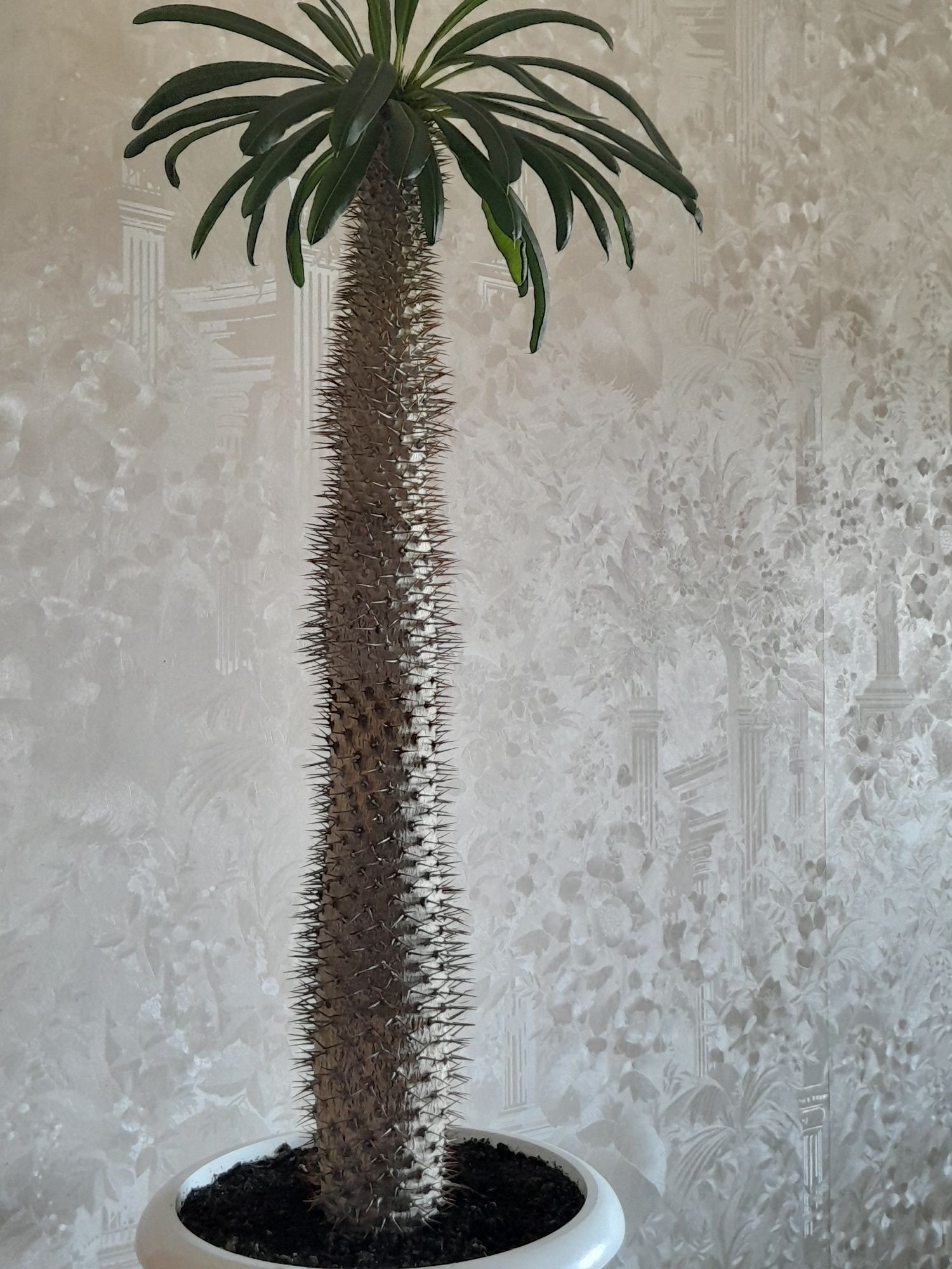 Кактусовое растение выглядит, как пальма.