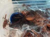 Chilobrachys sp. Blue Vietnam 2 dc