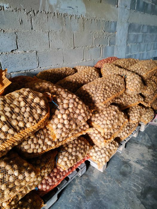 Ziemniaki drobne odpadowe paszowe