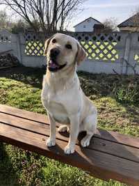 Labrador Retriver Reproduktor Biszkoptowy