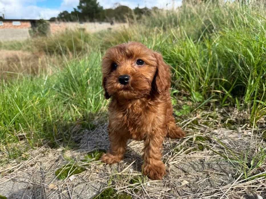 Cavapoo disponível