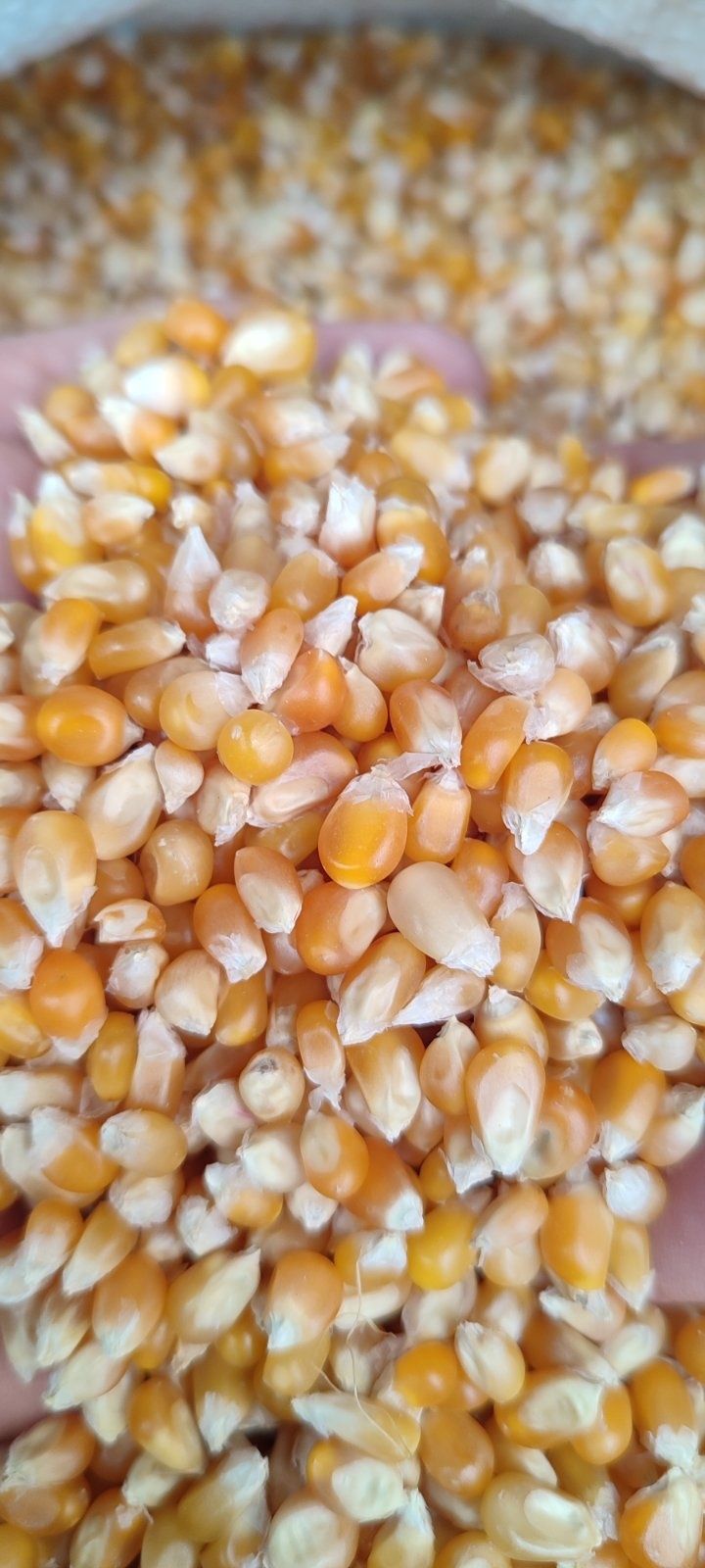 Зерно кукурудзи для попкорну  високої якості
