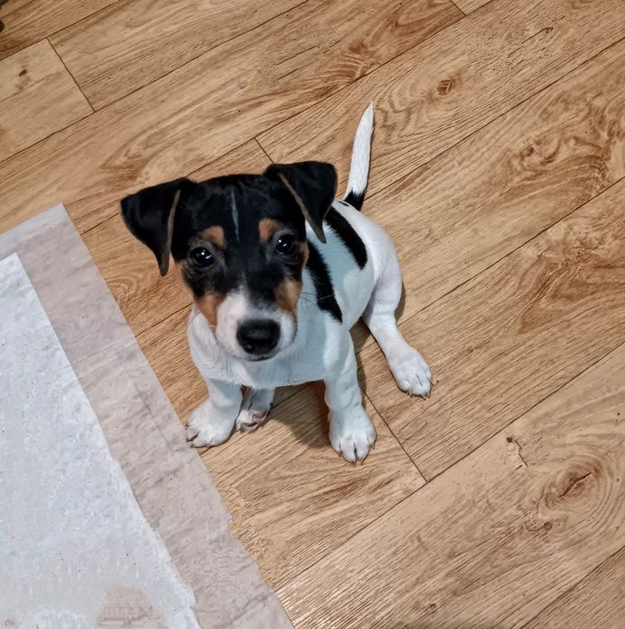 Джек Рассел Терьер