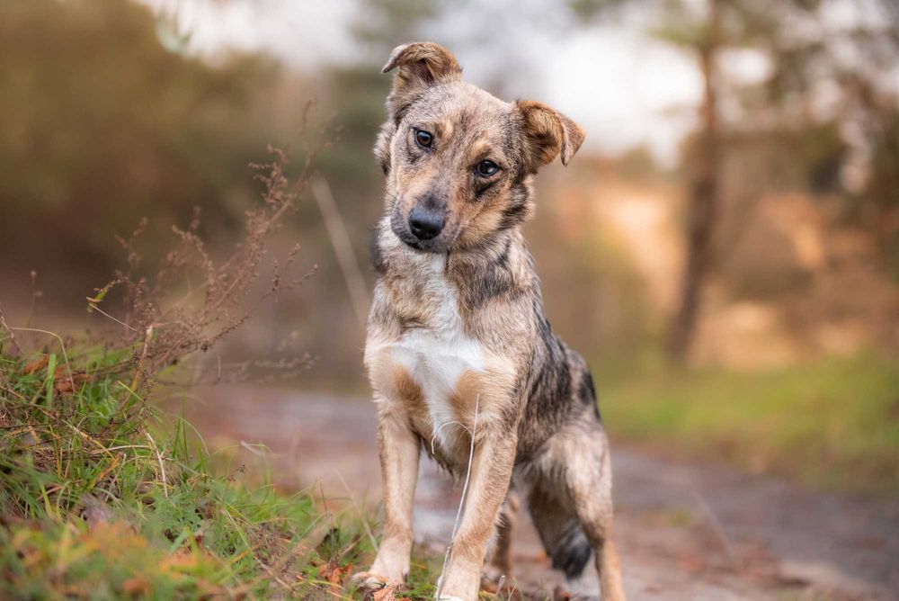 ALAYA - psi podrostek za kratami, sunia młodzinka ok. 10 miesięcy