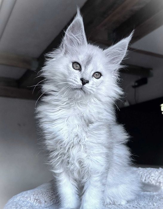 Maine coon kotka czarna dymna z wysokim srebrem - FPL