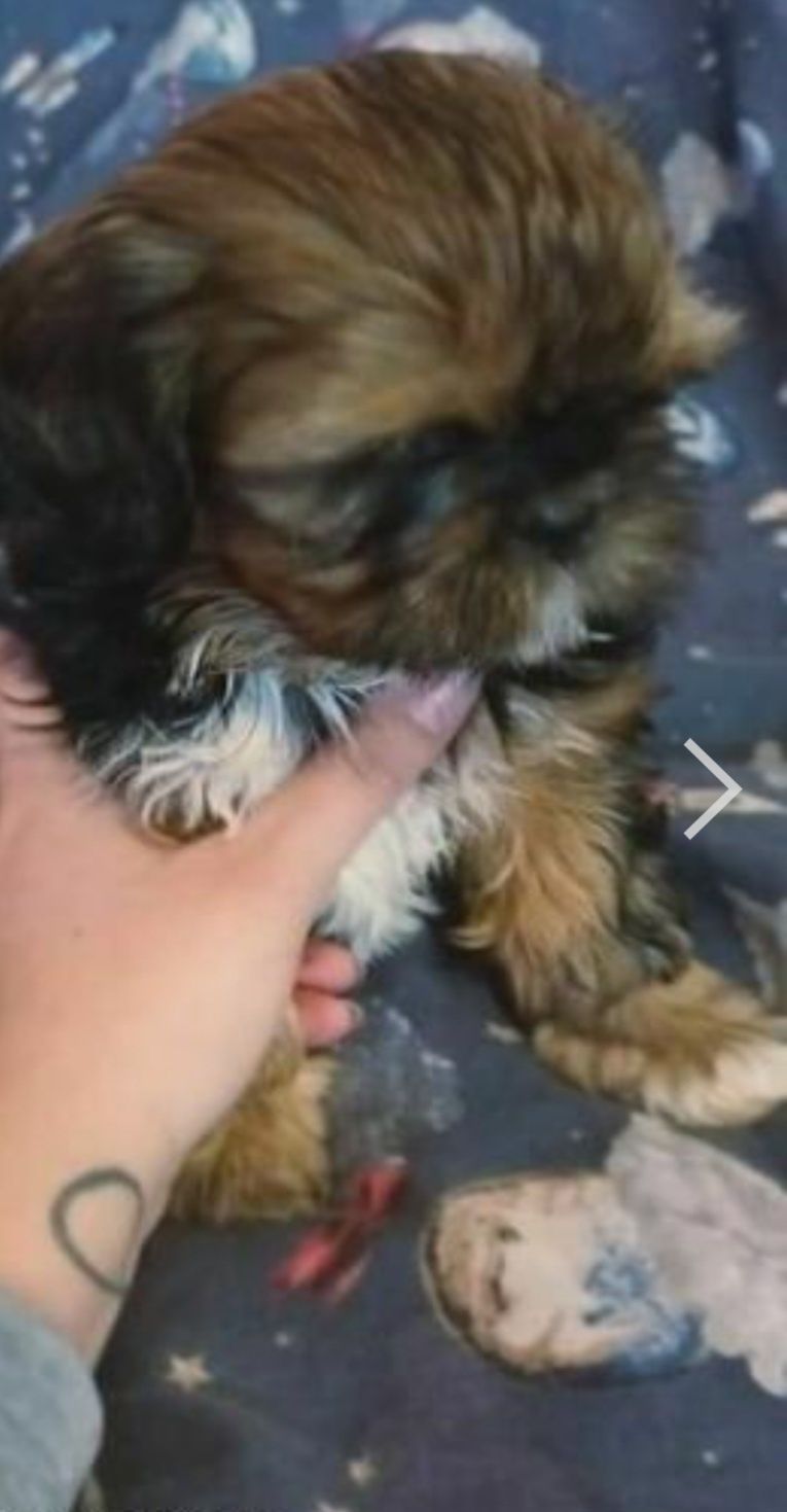 Shih-tzu chlopak do odbioru
