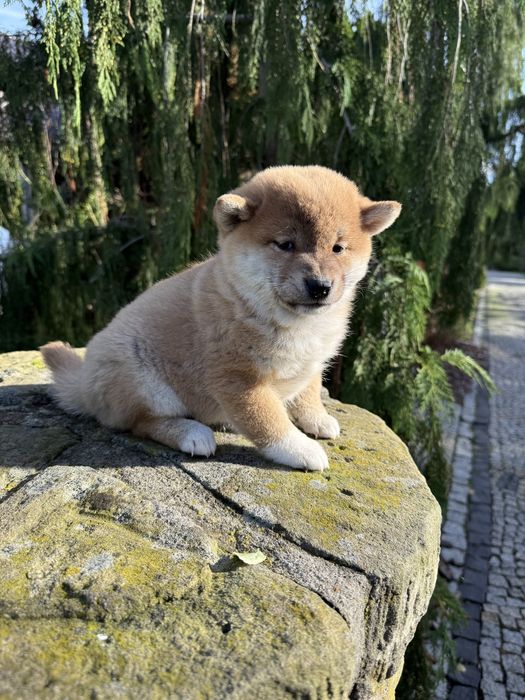 Szczeniaczek shiba Inu rodowid ZKWP