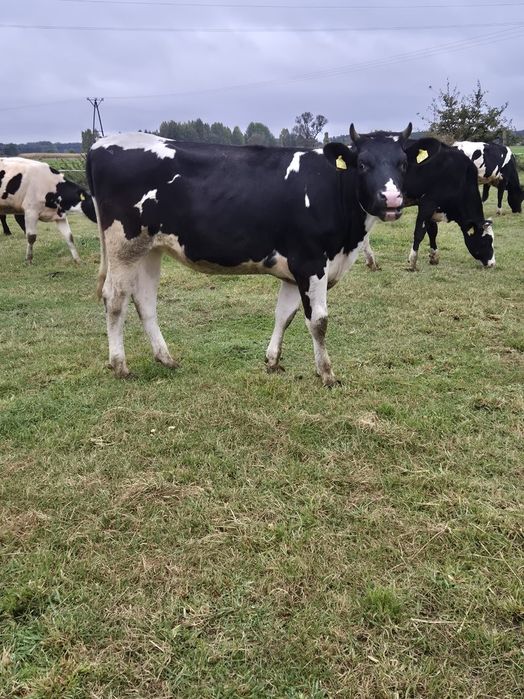 Jałówki do zacielenia mleczne 6 sztuk, jałowice hf ho