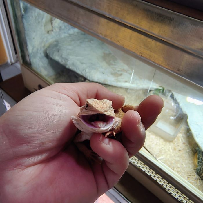 Młodziutka agama