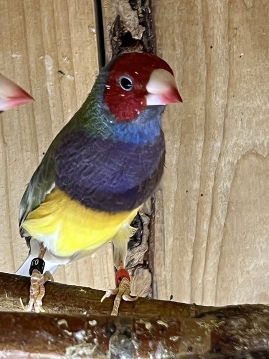 Amadyna wspaniała - samiec 2025 r