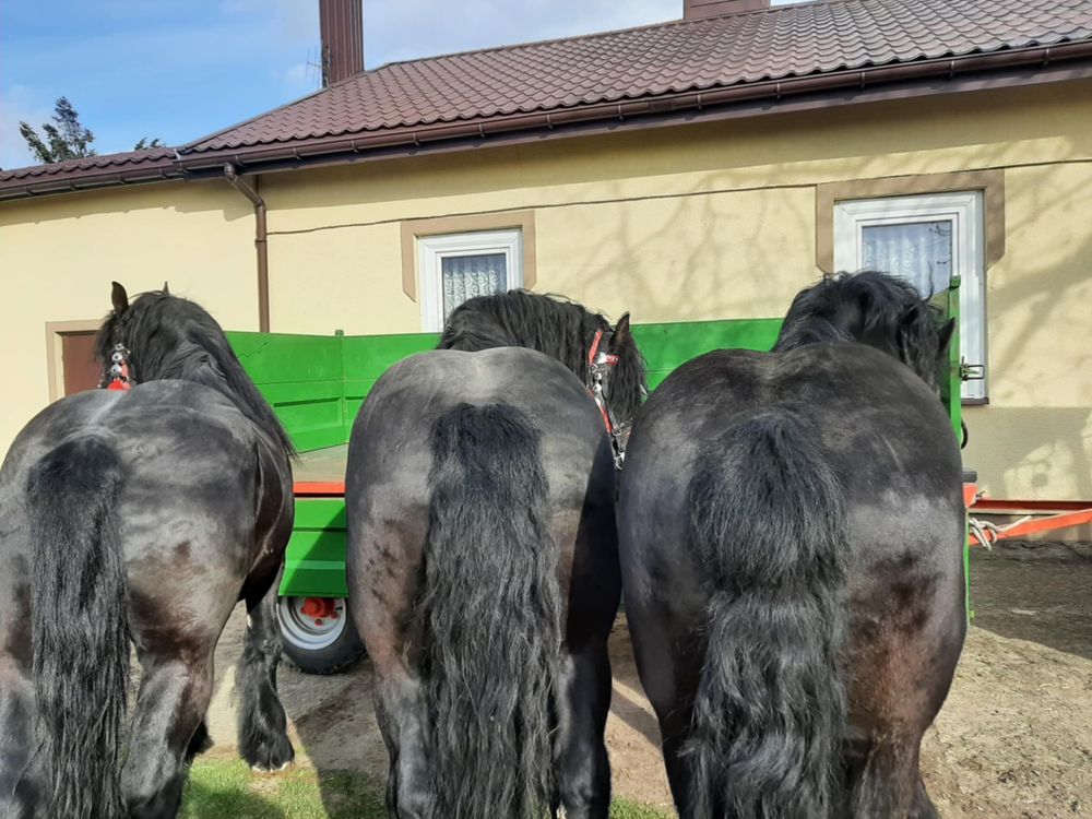 Konie zimnokrwiste