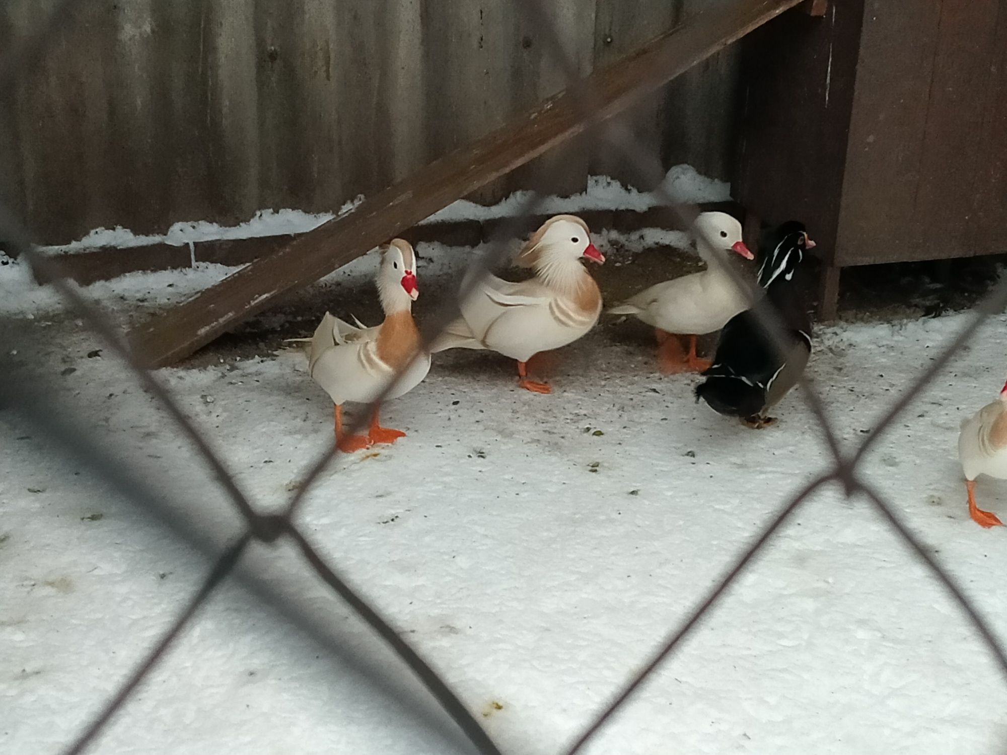 Продам білого самця мандаринки