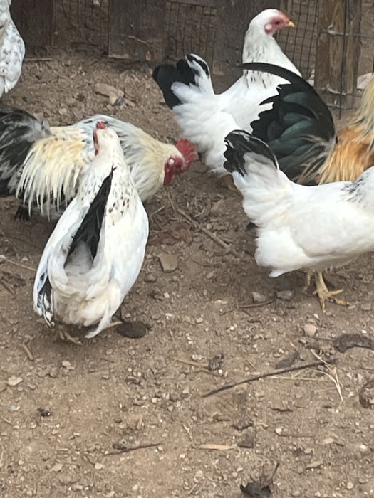 Nagazakis para venfa