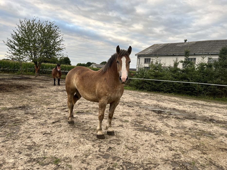 Klacz zimnokrwista 3 lata