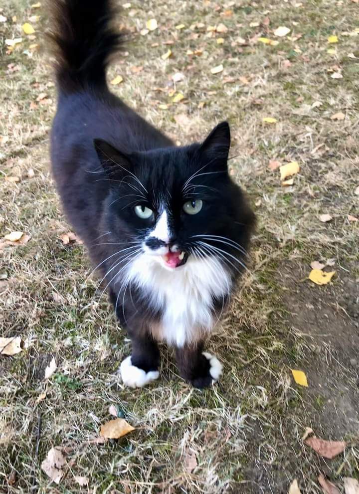 Котик біколор шукає родину