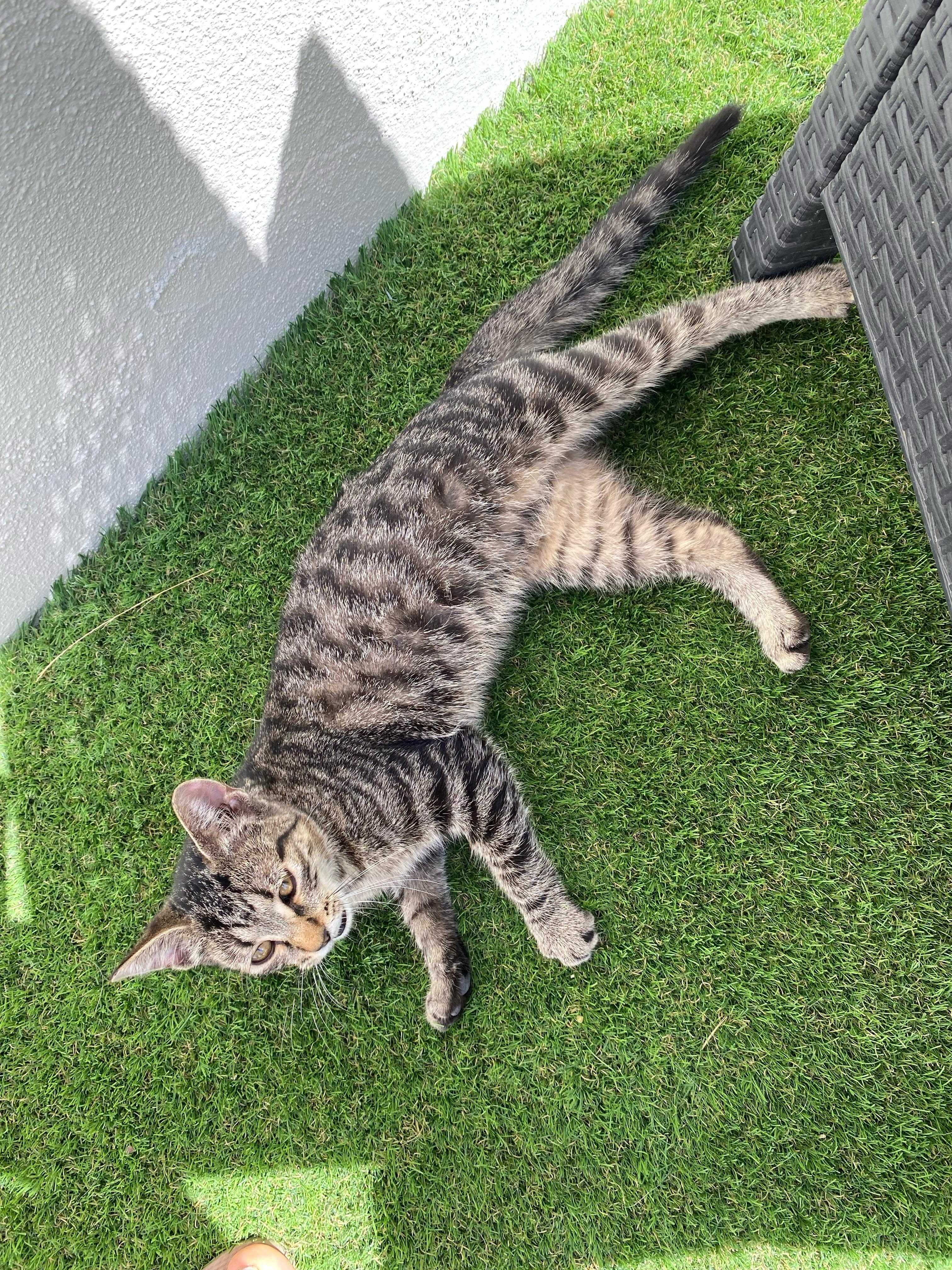 Gatinho bebé para adoção