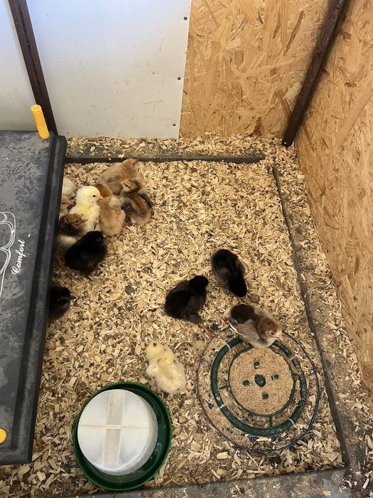 Ovos galados e pintos