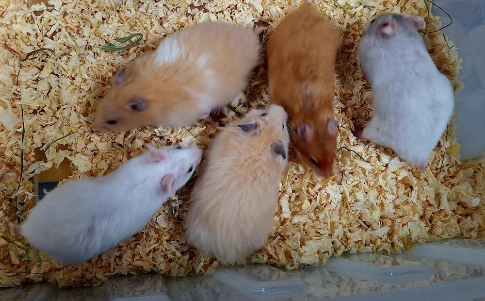 Chomik chomiki syryjskie samiczki.