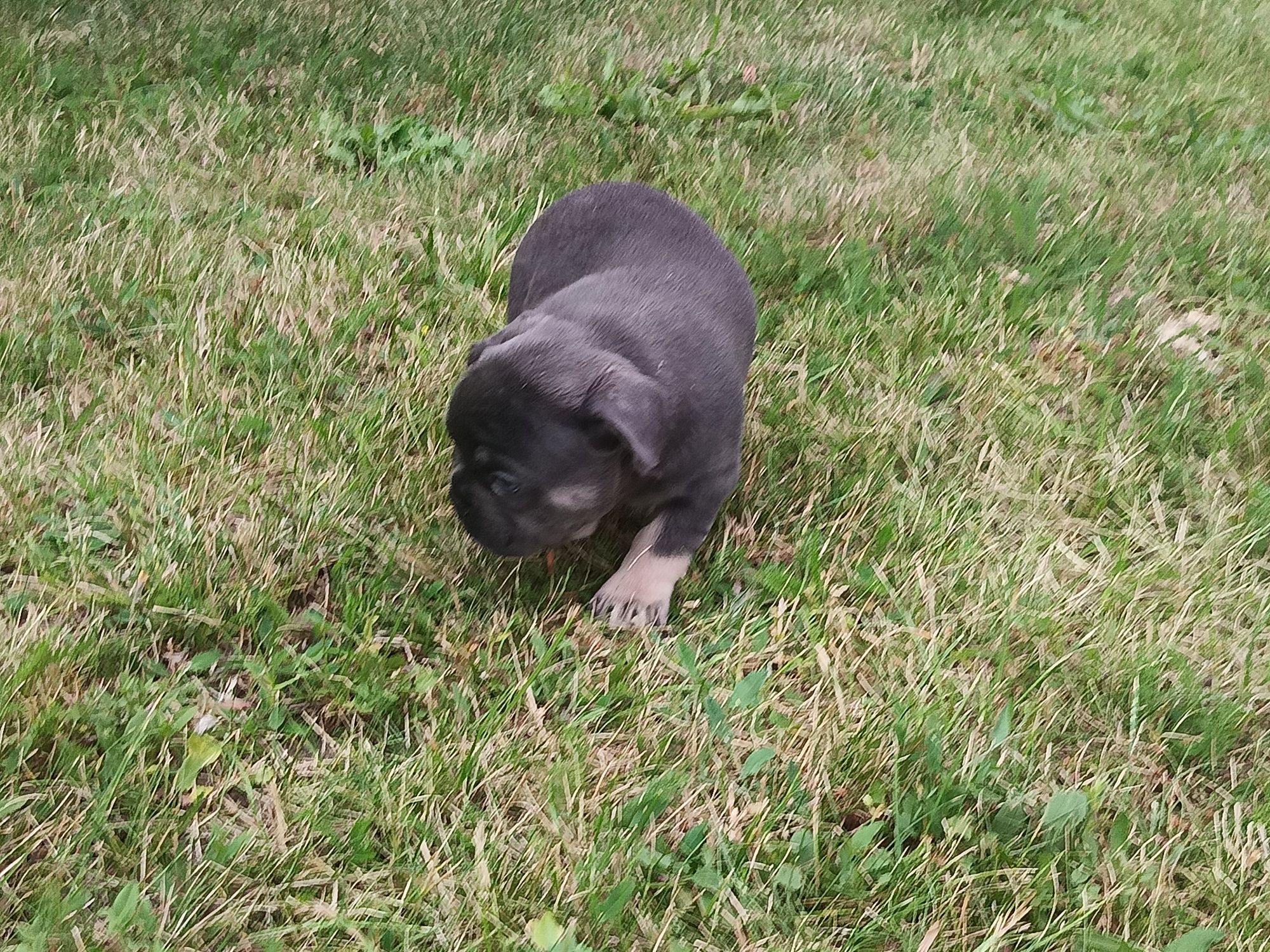 Buldog francuski piesek