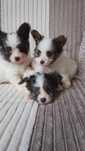 Papillon Spaniel Kontynentalny