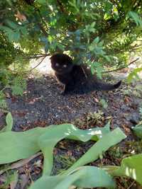 Чорне кошеня шотландське