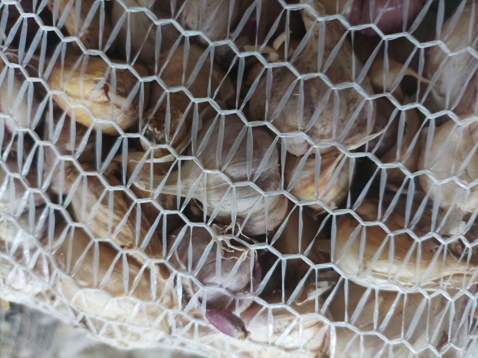 Czosnek kilowka zdrowa drobne glowki