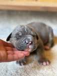 American Bully XL Tri blue ABKC