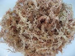 Musgo- Esfagno/ Sphagnum originário do Chile!