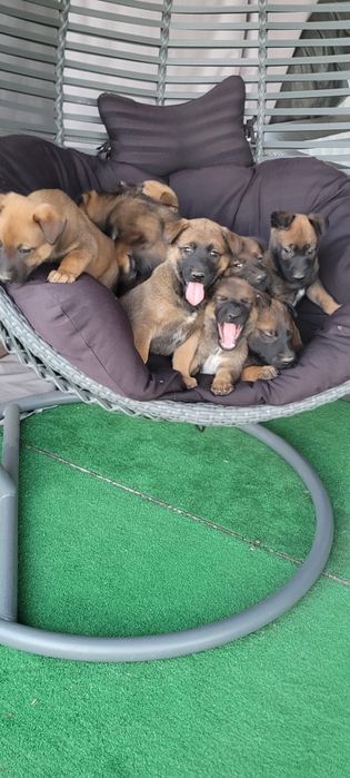 Owczarek belgijski malinois suczka