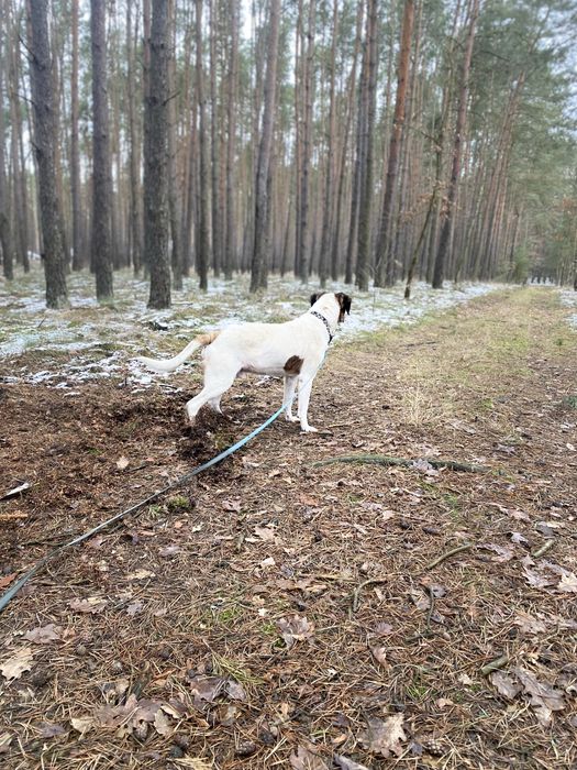 Łatek - uratowany pies z łańcucha, ale nadal łagodny i słodki!