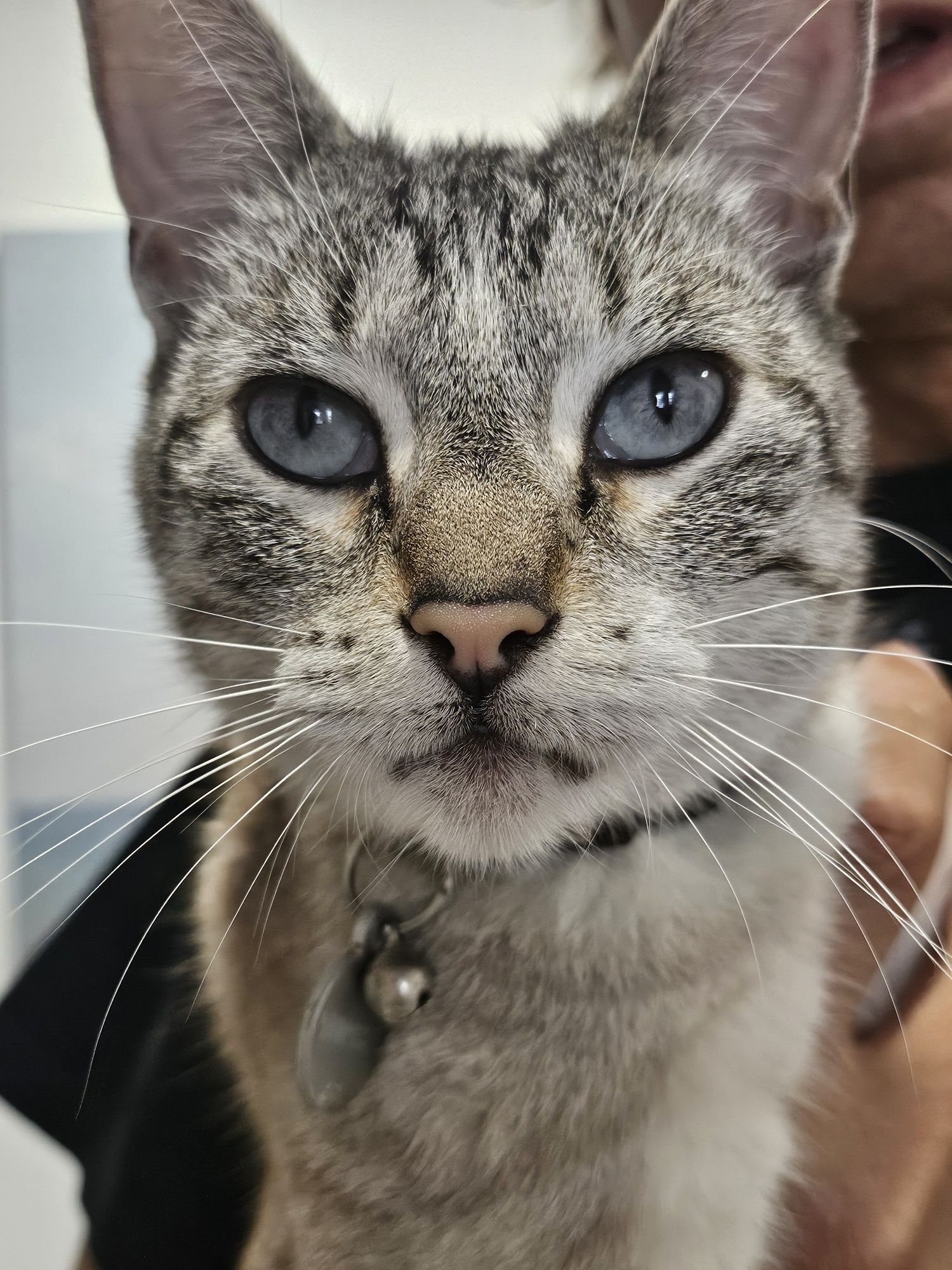 Gata para adopção