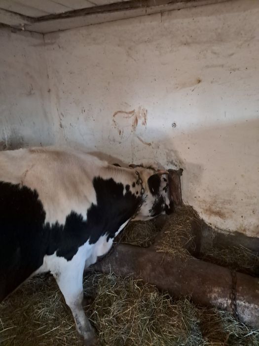 Продам корову тільна