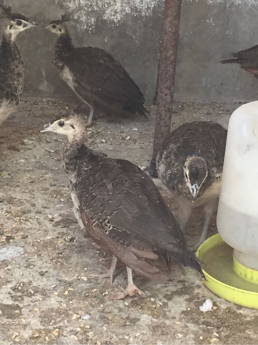 Vendo pavões machos