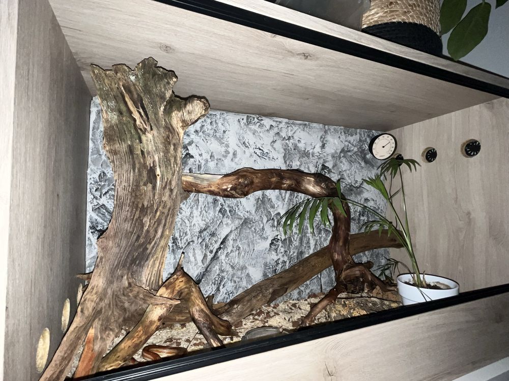 Wąż zbożoby samiec + terarium