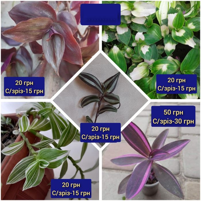 Традесканции сортовые