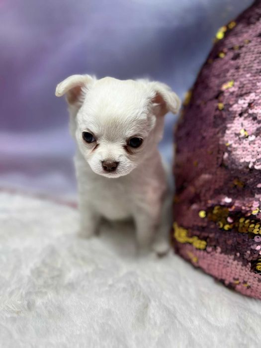 CZAKRA Suczka długowłosa Chihuahua biała szczeniak