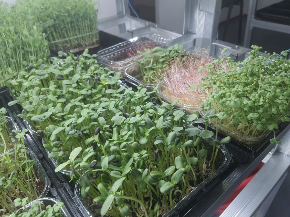 Готовий бізнес Міні сіті-ферма з вирощування мікрозелені