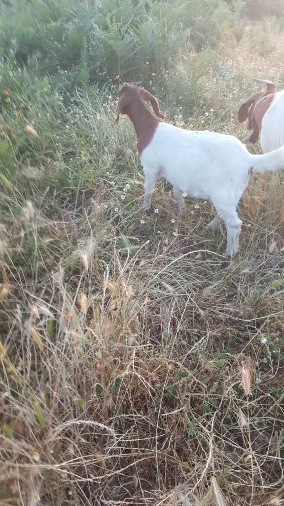 2 fêmeas boer puras com 5 meses Portalegre