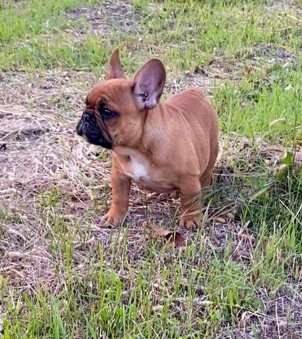 Высокопородный щенок Французского Бульдога.Регистрация КСУ