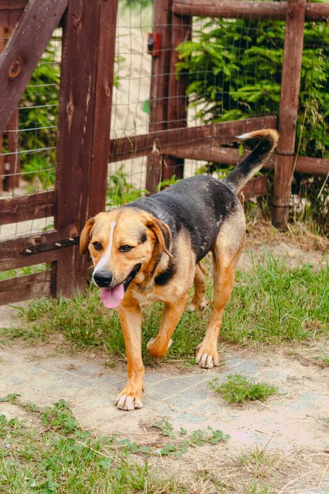 Domino - około dwuletni, wesoły psiak szuka domu!
