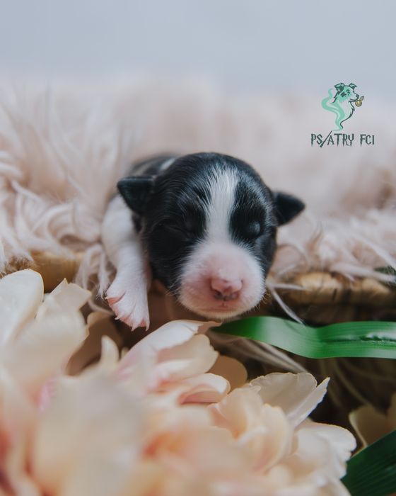 Psiatry FCI Border Collie suczka czarno biała