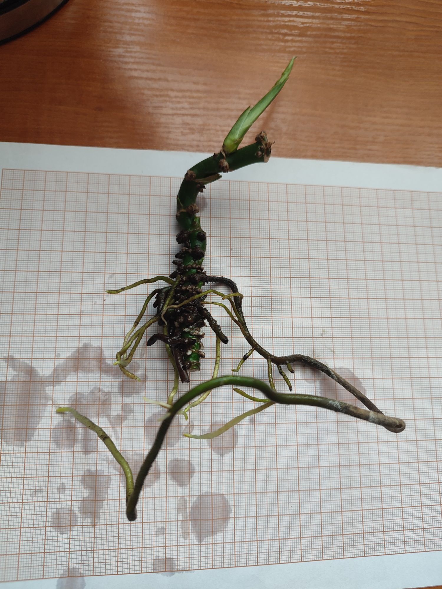 Szczepka / sadzonka monstera monkey mask / monstera adansonii