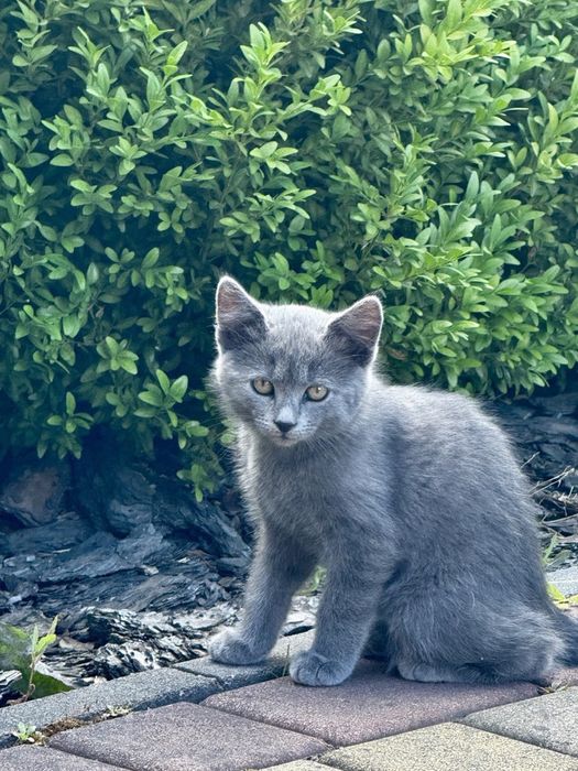 Віддам кошенят в добрі руки
