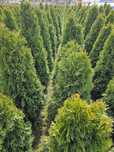 Thuja ( tuja)szmaragd  od 140 do 160 cm = 40 zł  – Warszawa