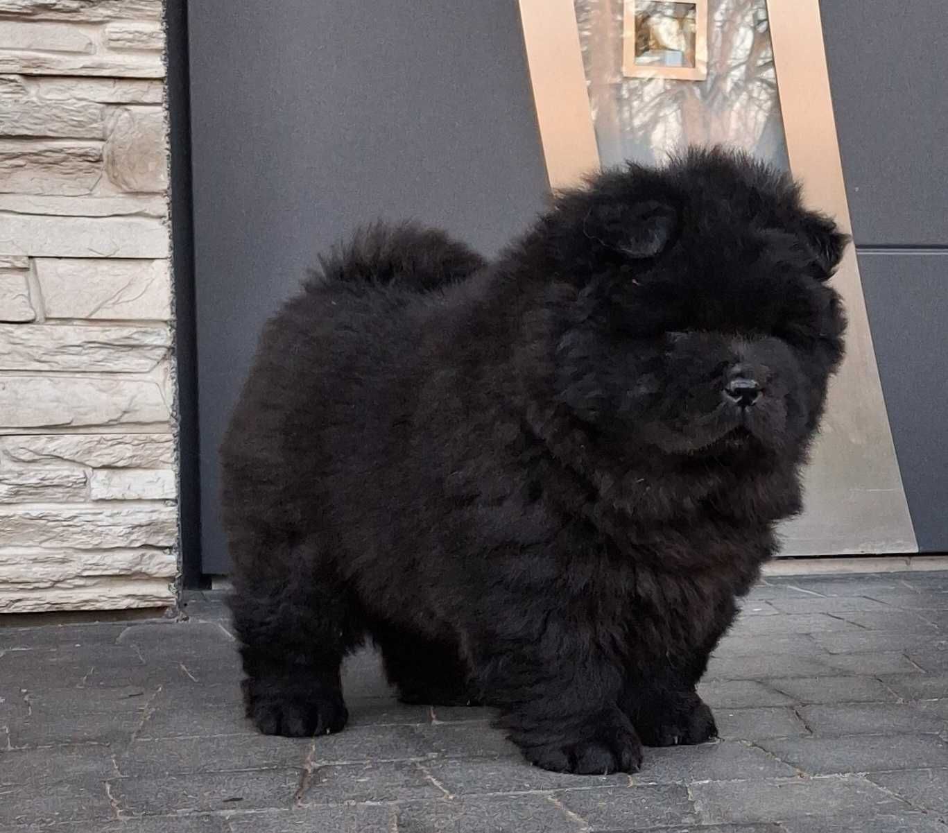 Chow chow szczeniak